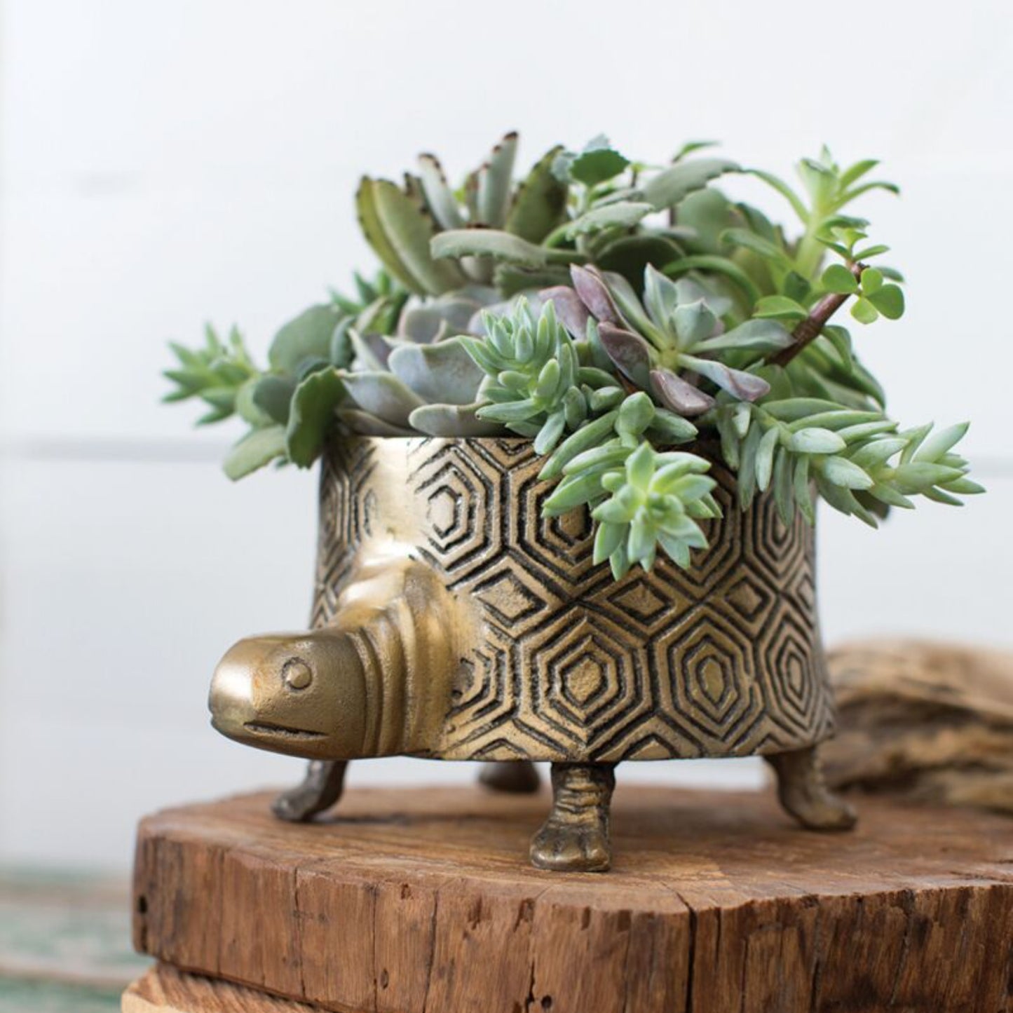 AD Tommie Turtle Pot